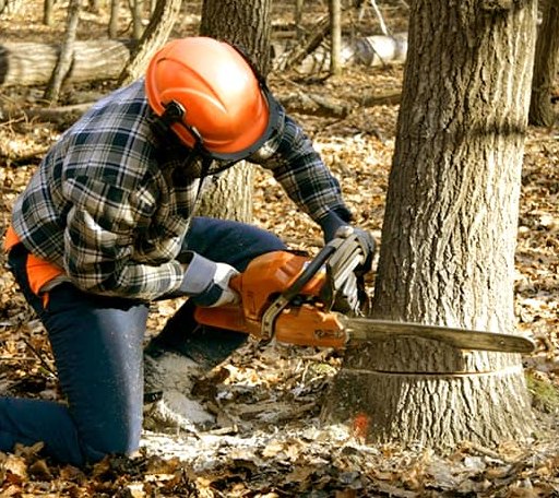 Tree Removal in Orange, MA